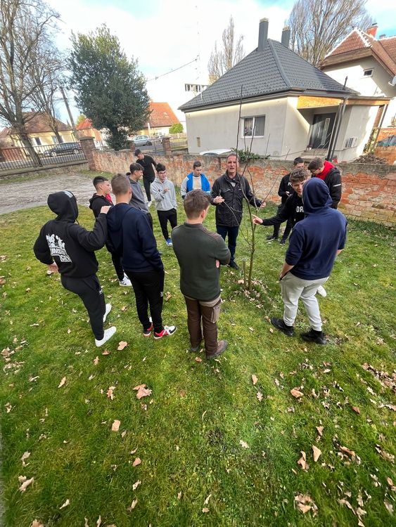 Almafa metszése #zöldböjt