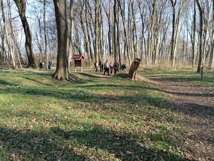 Dobogó-erdő, a tízmillió tőzike birodalma